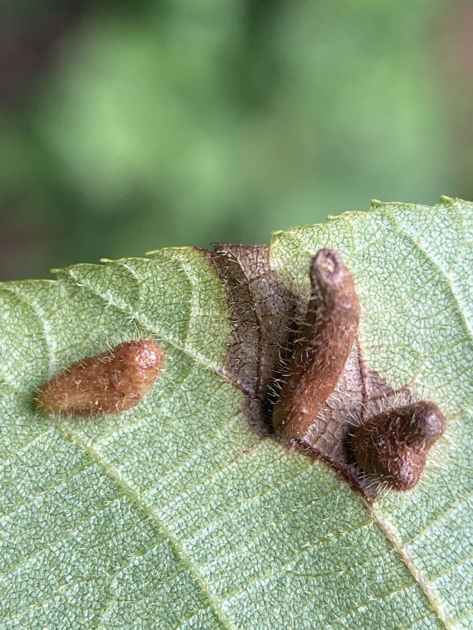 Image of Contarinia cucumata Gagne 2008