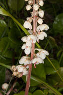 Plancia ëd Pyrola rotundifolia L.