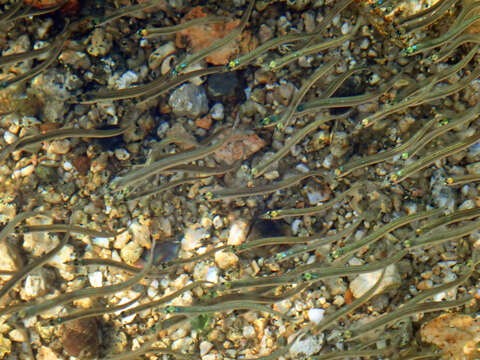 Image of American sand lance