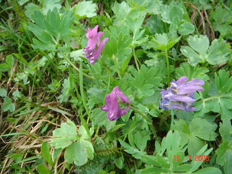 Corydalis conorrhiza Ledeb. resmi