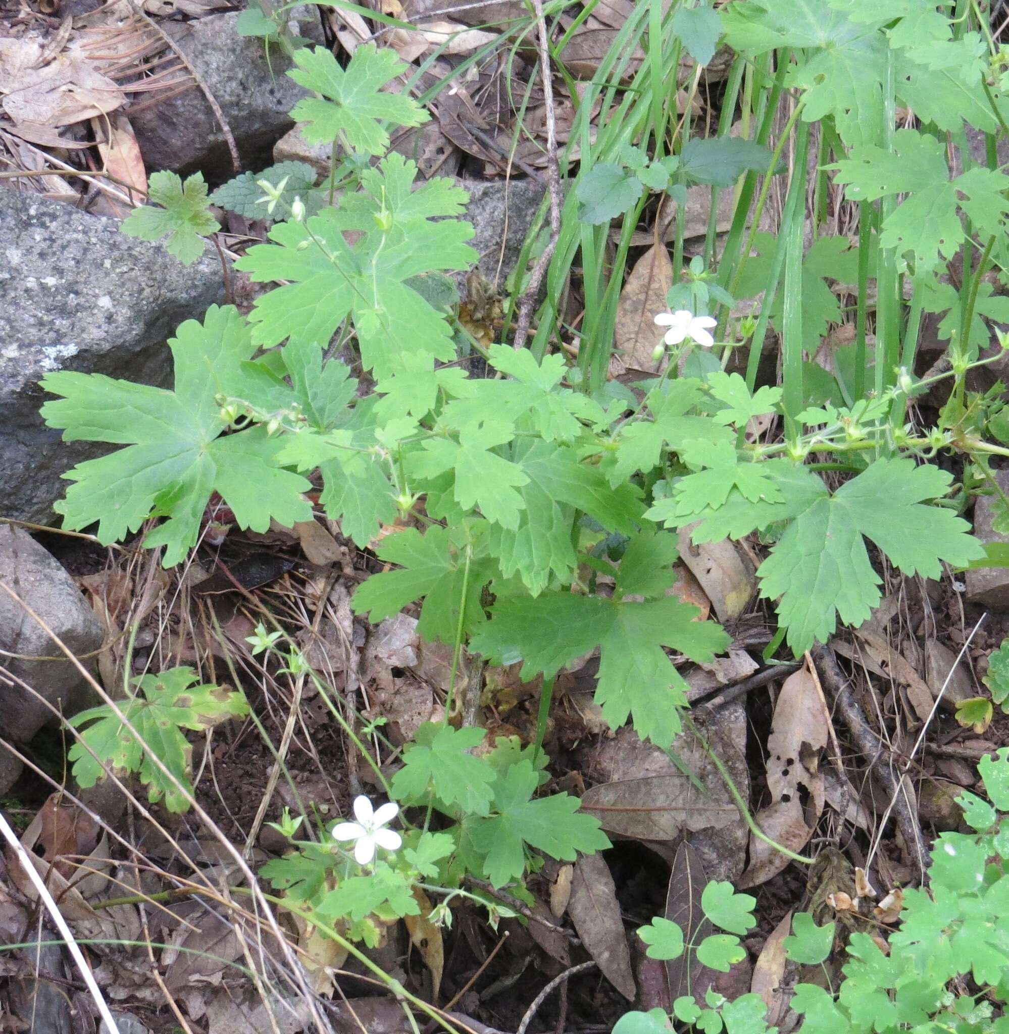 Image of Huachuca Mountain geranium