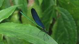 Image of Matrona cyanoptera Hämäläinen & Yeh 2000