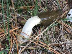 Image of Stinkhorn