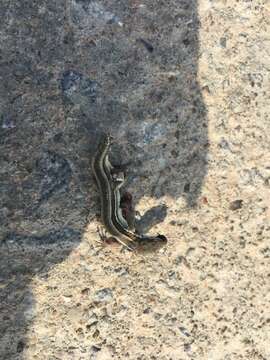 Image of Mountain grass lizard