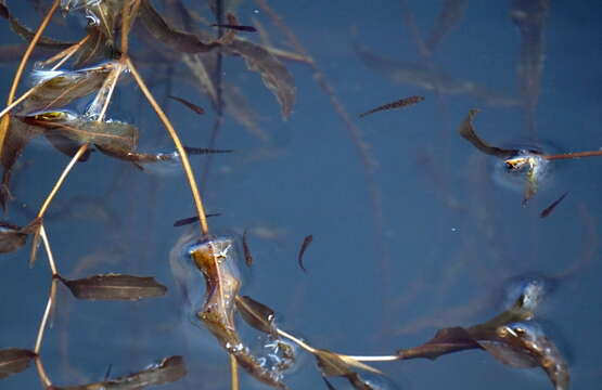 Image of Iceland stickleback