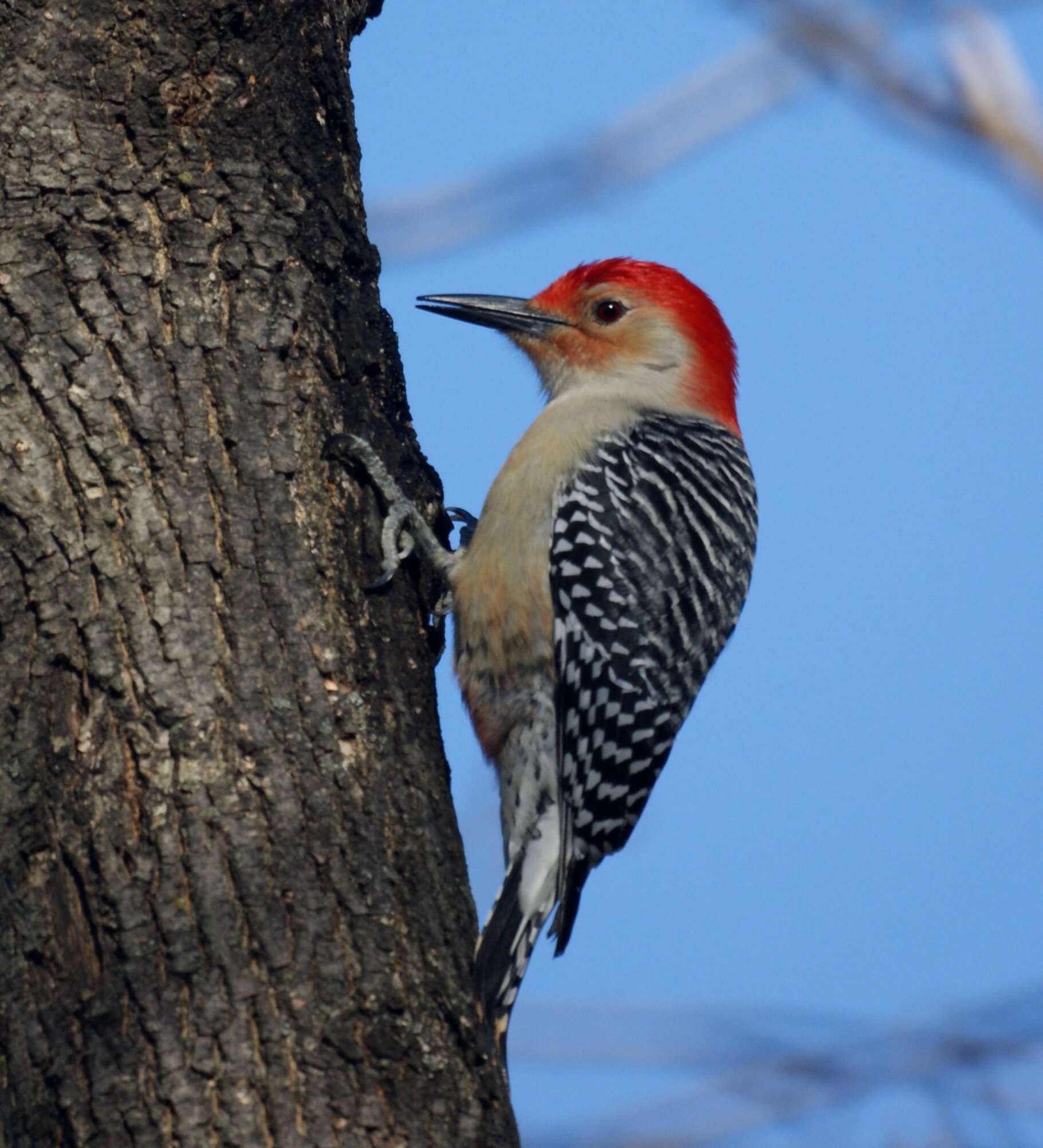 Image of Red-bellied Woodpecker