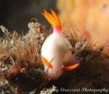 Image of White edge purple slug