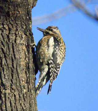 Image of Sapsucker