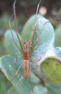 Image of Tetragnatha vermiformis Emerton 1884