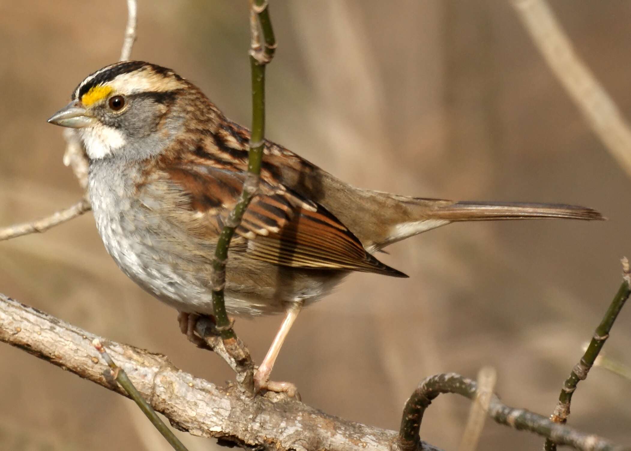 Image of White-throated Sparrow