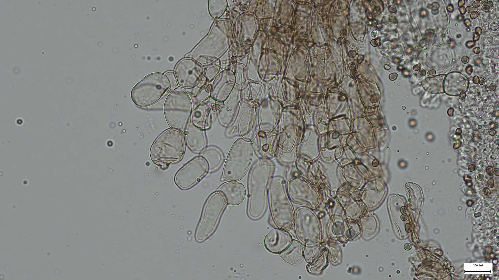 Image of Cystoagaricus strobilomyces (Murrill) Singer 1947