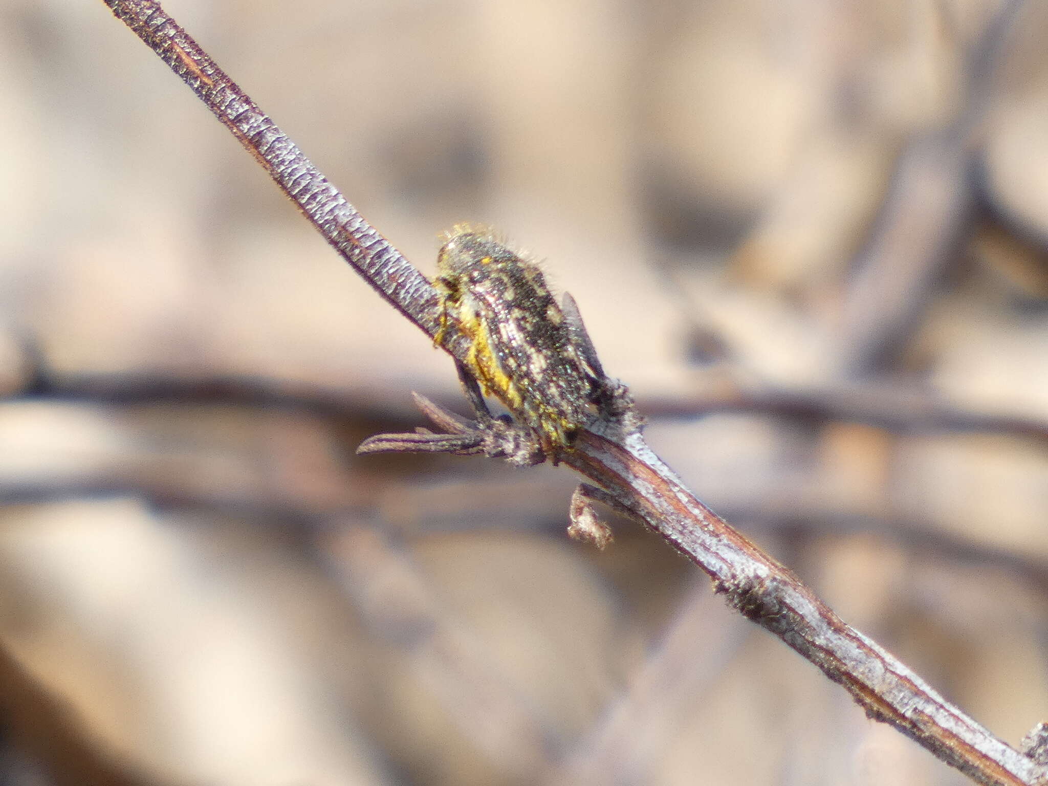 Image de Acmaeodera acuta Le Conte 1860