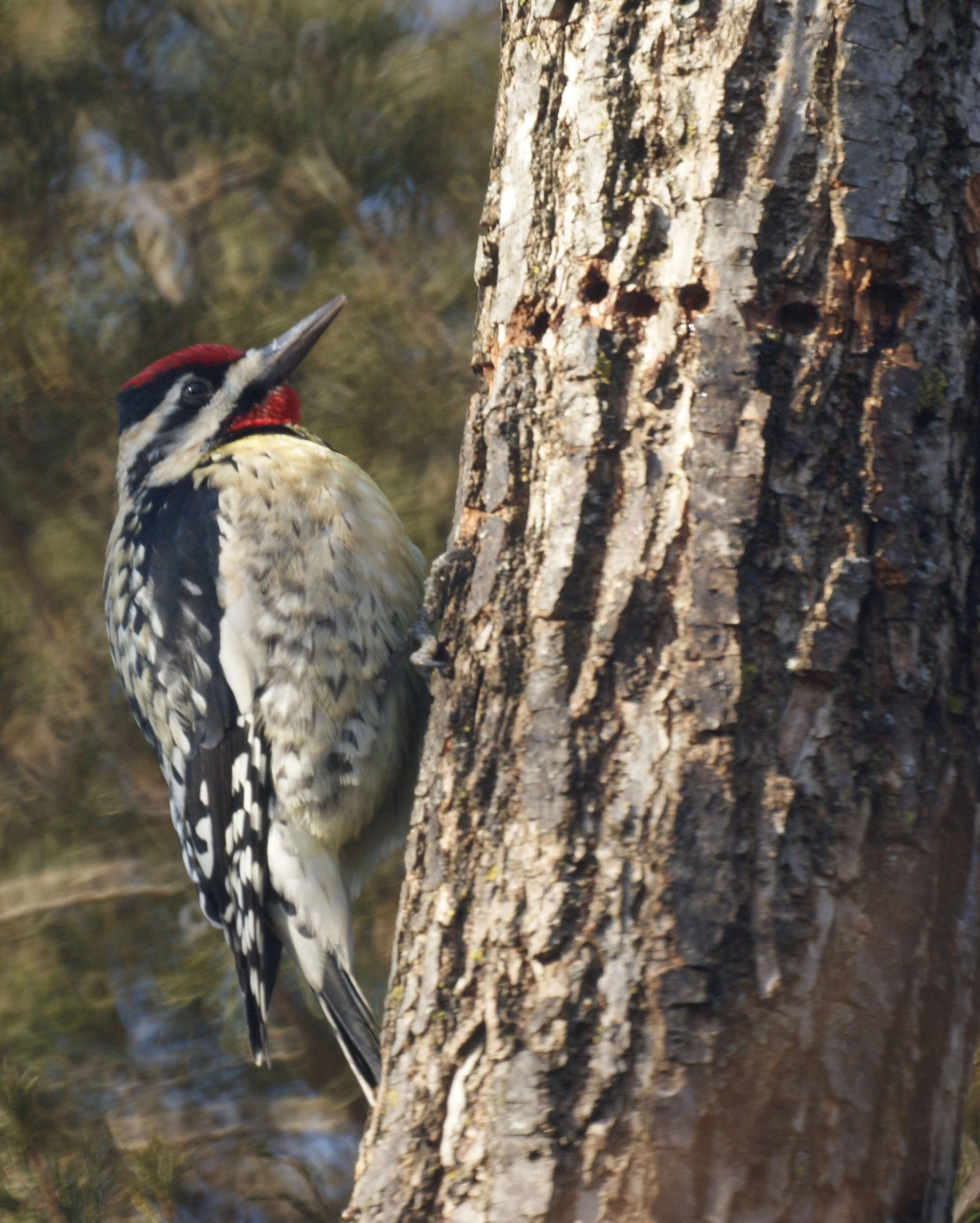 Image of Sapsucker