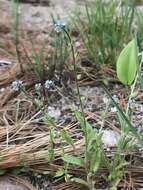 Image of strict forget-me-not