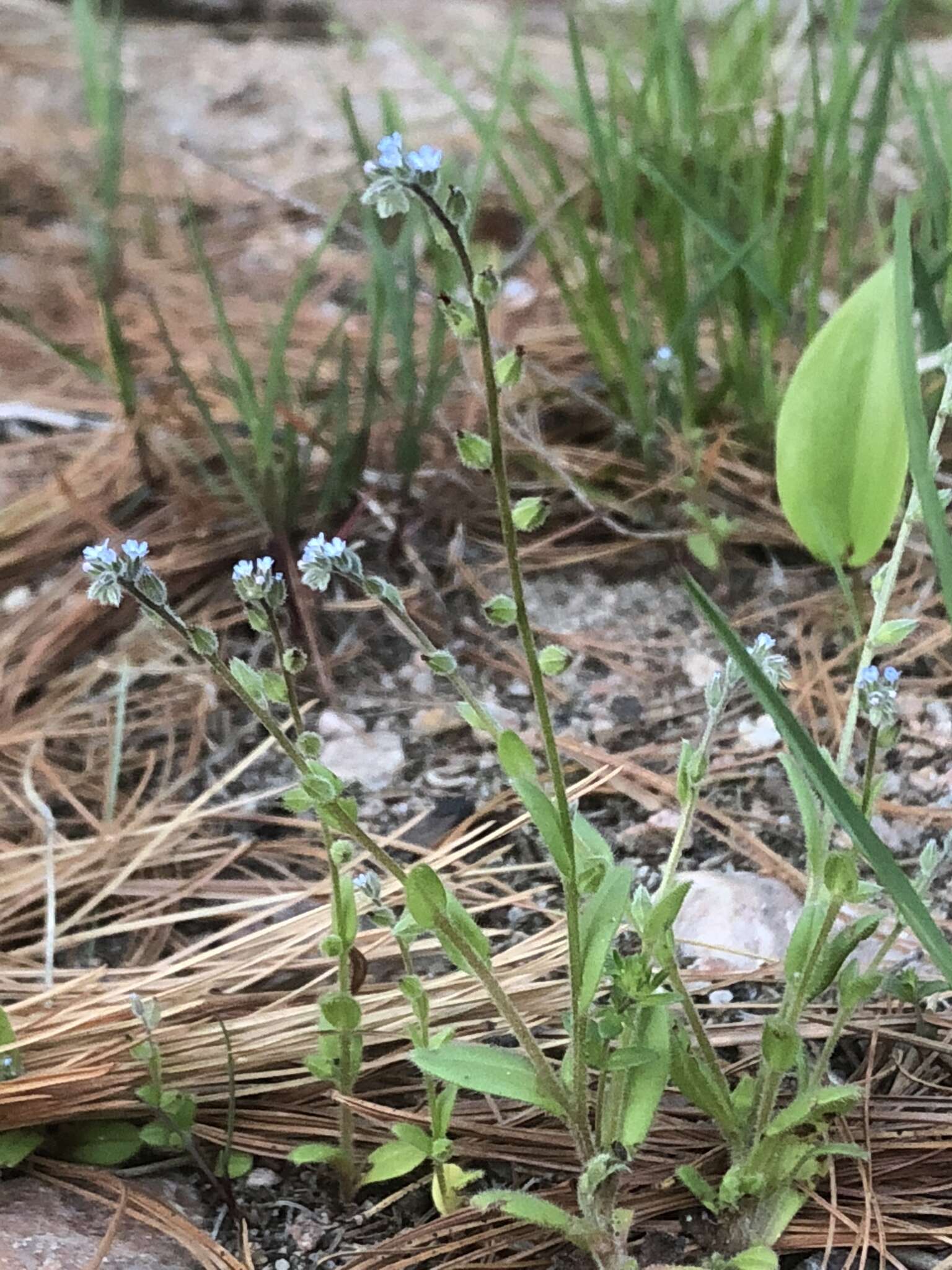 Image of strict forget-me-not