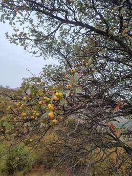 Sivun Crataegus azarolus var. pontica (Koch) K. I. Christensen kuva