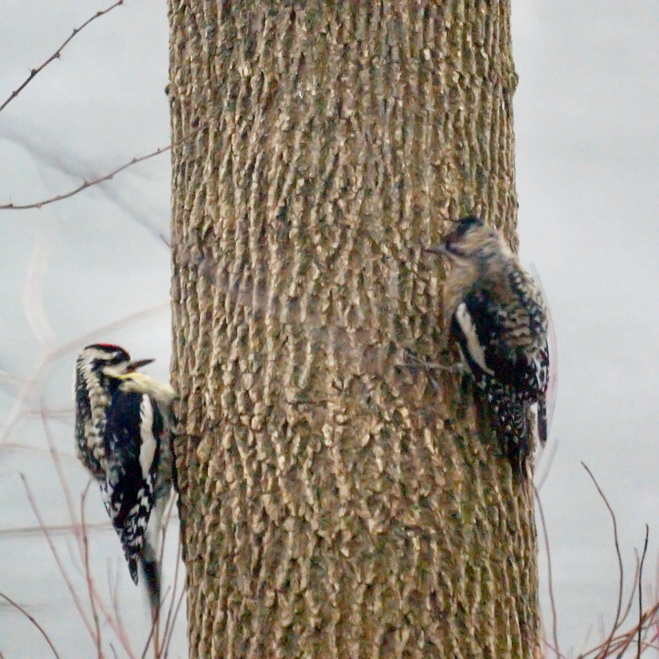 Image of Sapsucker