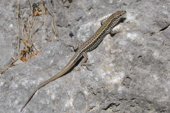 Image of Podarcis cretensis (Wettstein 1952)