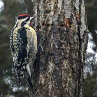 Image of Sapsucker