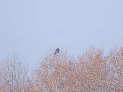 Image of Saker Falcon