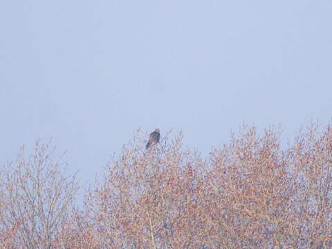 Image of Saker Falcon