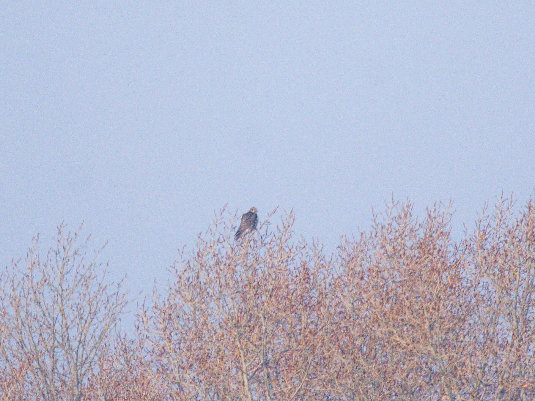 Image of Saker Falcon