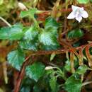 Image of Peracarpa carnosa (Wall.) Hook. fil. & Thomson