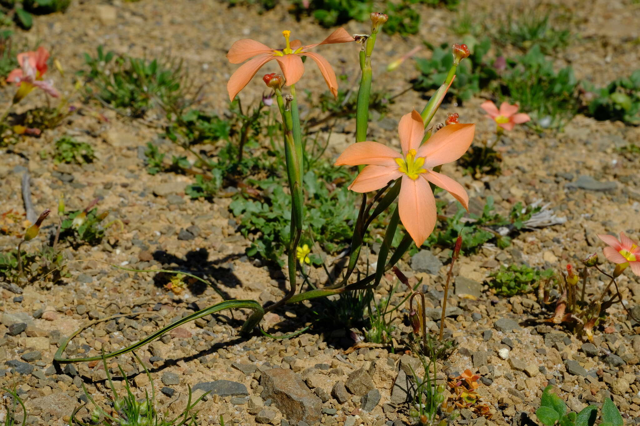 صورة Moraea karroica Goldblatt