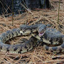 Image of Louisiana Pine Snake