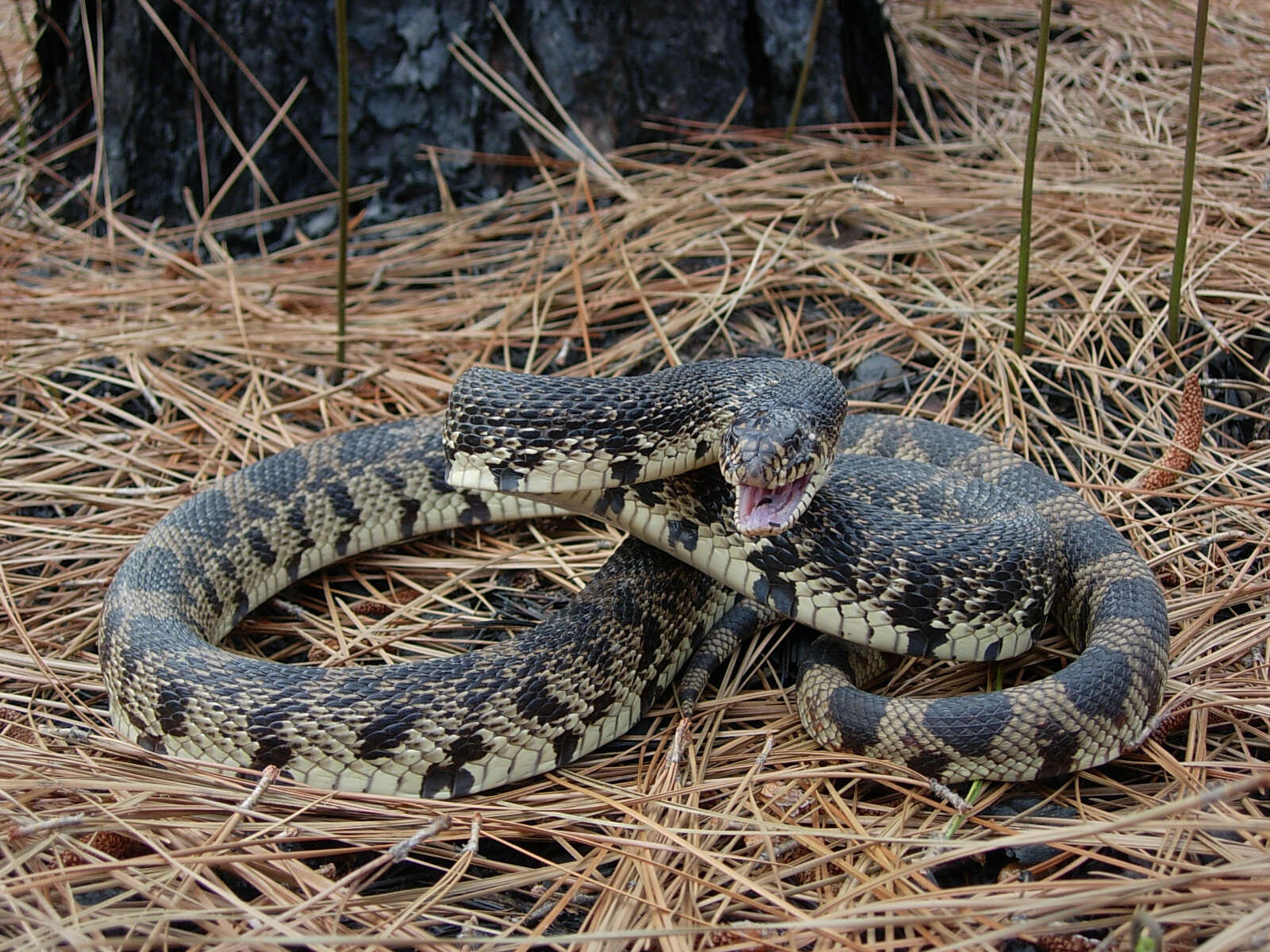 Pituophis - Wikipedia