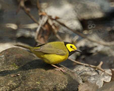 Image of Hooded Warbler