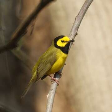 Image of Hooded Warbler