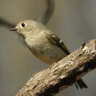 Image of goldcrests and kinglets