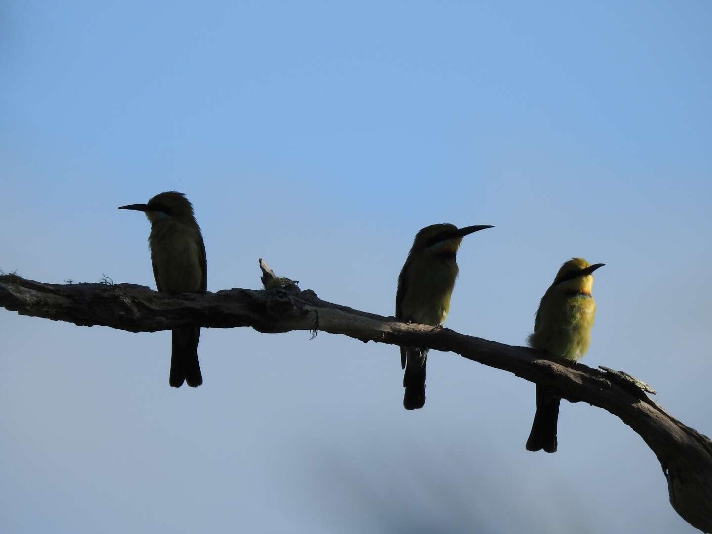 Image of Rainbow Bee-eater