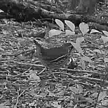 Image of Short-tailed Antthrush