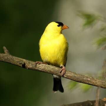 Image of American Goldfinch