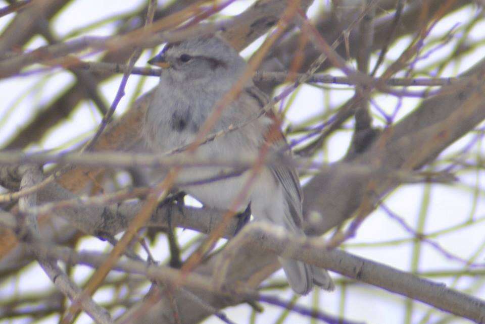 صورة Spizelloides arborea ochracea (Brewster 1882)