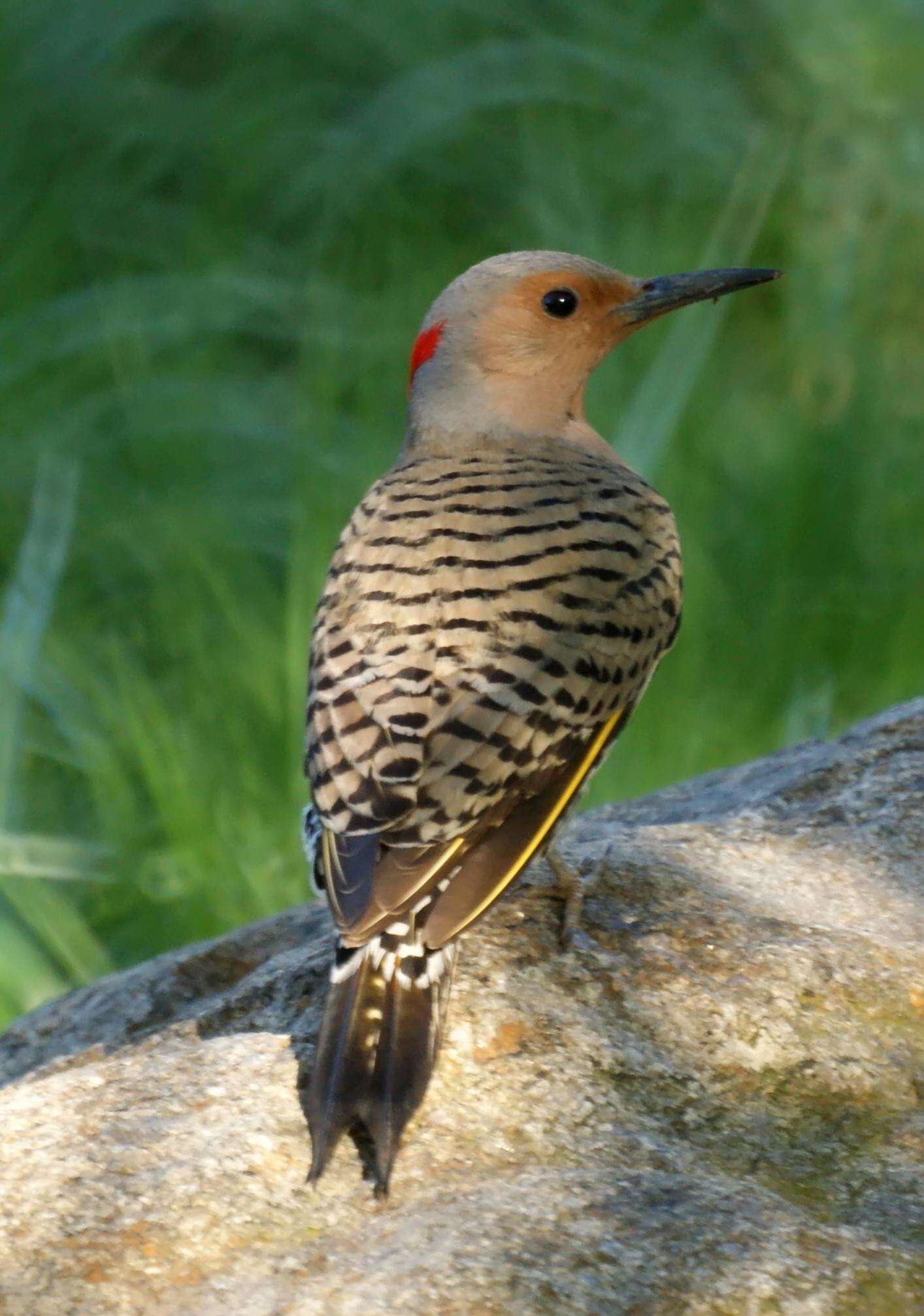 Image of Northern Flicker