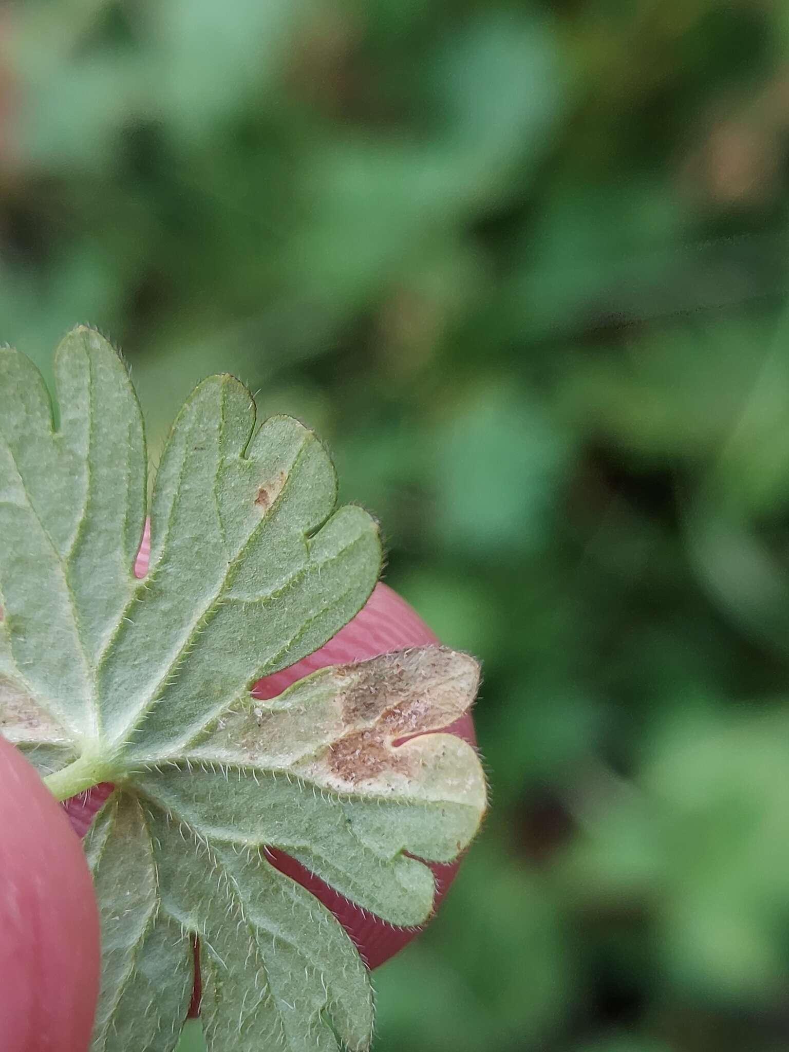 Imagem de Peronospora conglomerata