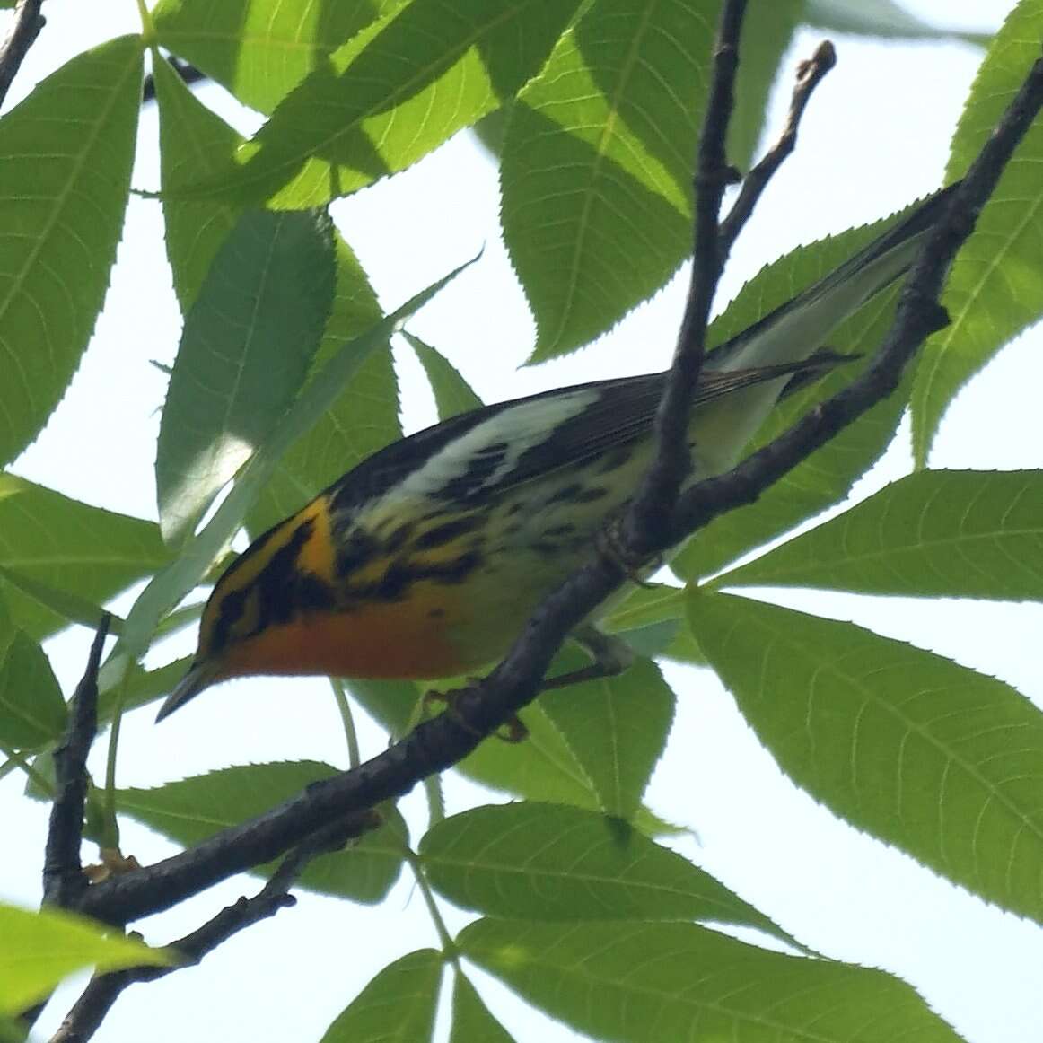 Image of Blackburnian Warbler