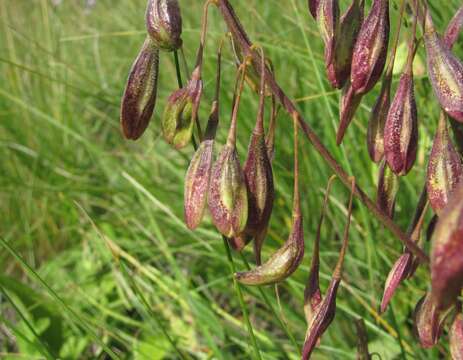 Plancia ëd Isatis caucasica (Rupr.) N. Busch