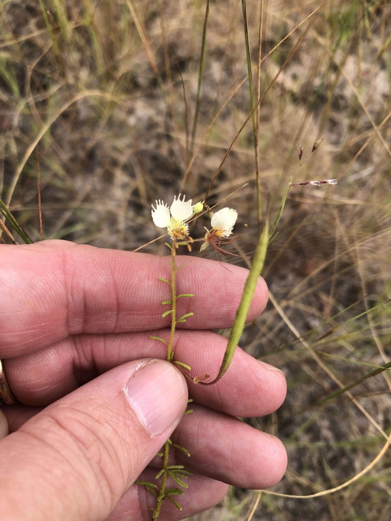 Image of large clammyweed