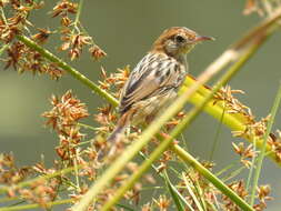 Image of Golden-headed Cisticola