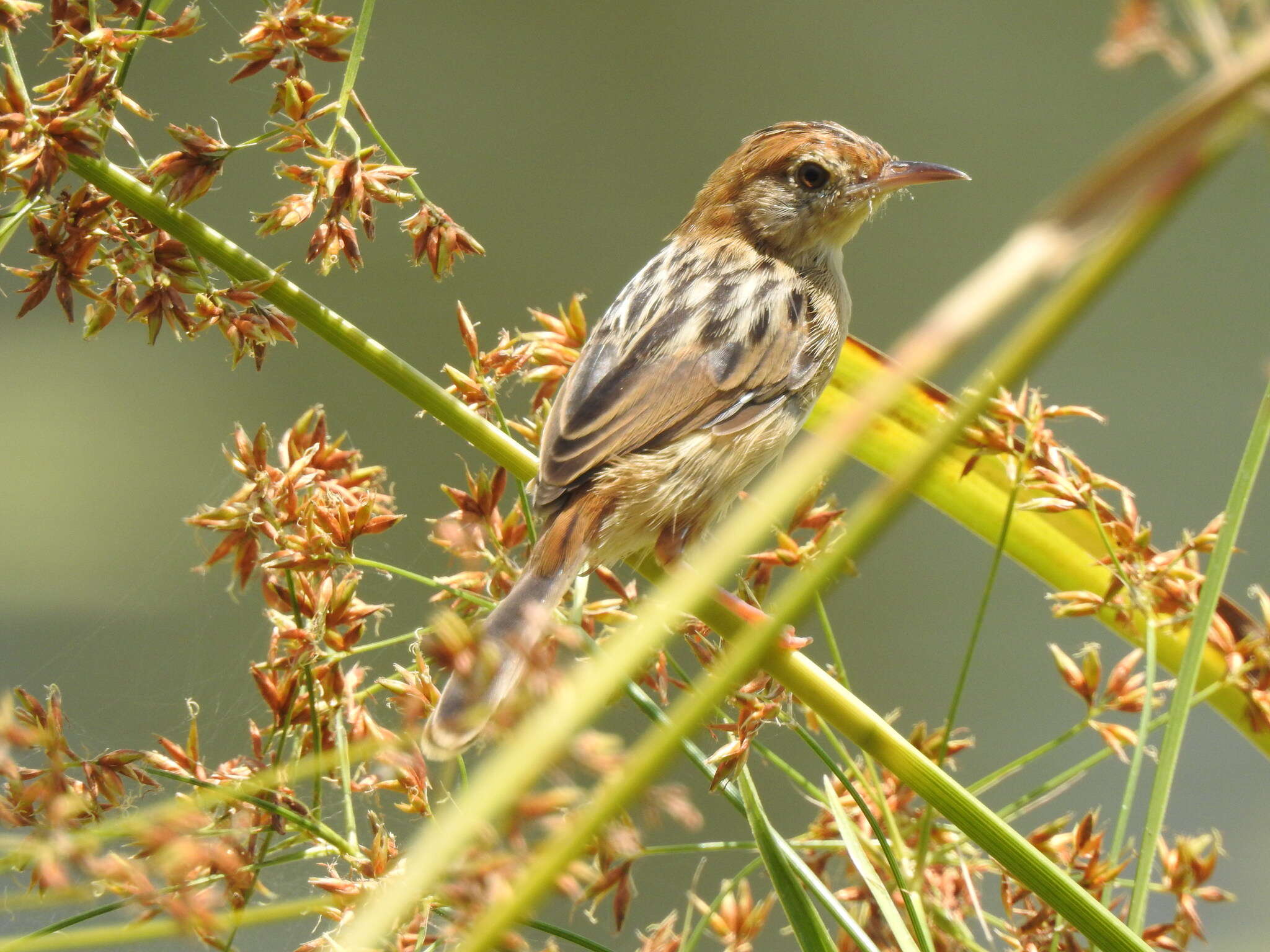 Cisticola exilis (Vigors & Horsfield 1827) resmi