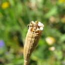 Image of Mediterranean Poppy