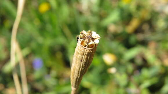 Image of Mediterranean Poppy