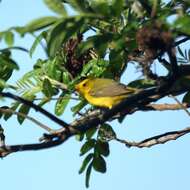 Image of Wilson's Warbler