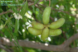 Image of chocolate vine
