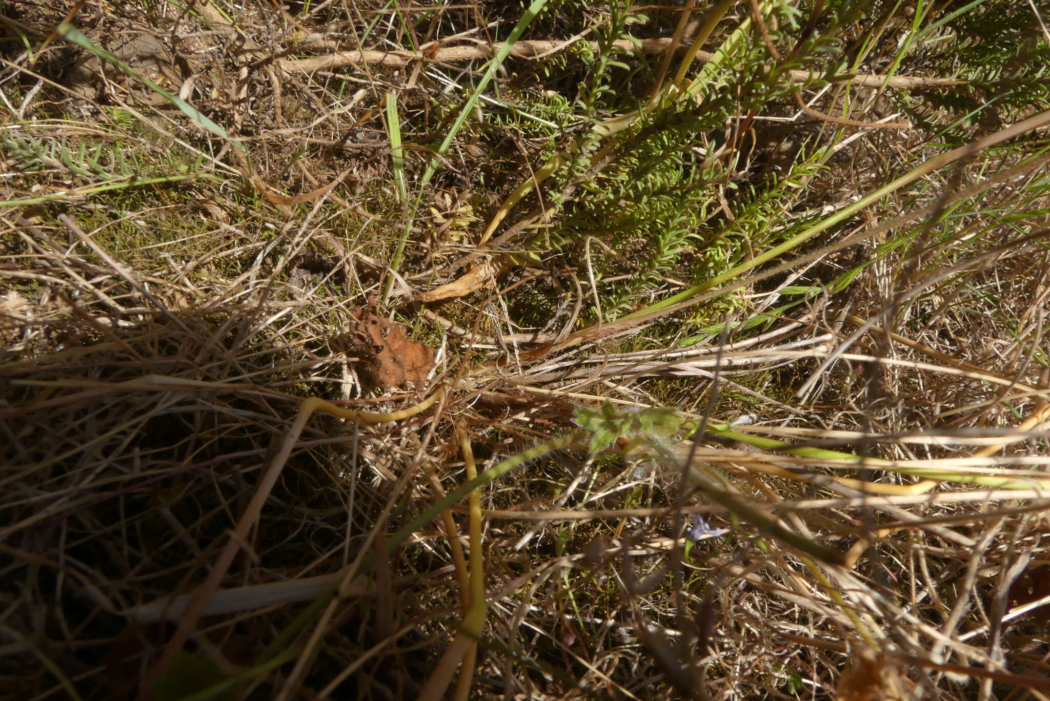 Moraea tricuspidata (L. fil.) G. J. Lewis resmi