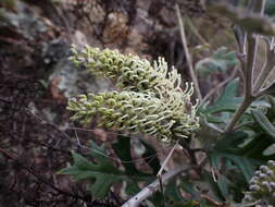 Image of Grevillea willisii R. V. Smith & Mc Gill.